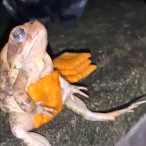 Meet your Posher, Dylan